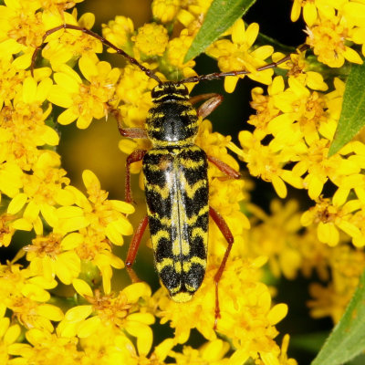 Megacyllene robiniae * Locust Borer