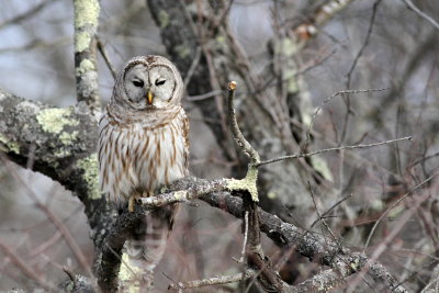 Barred Owl