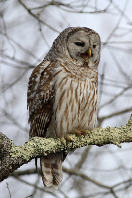 Barred Owl