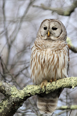 Barred Owl