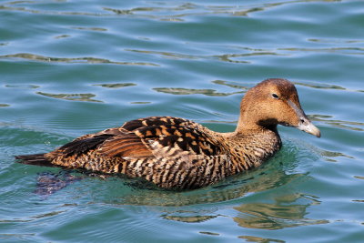 Common Eider ♀