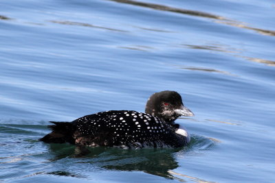 Common Loon