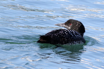 Common Loon