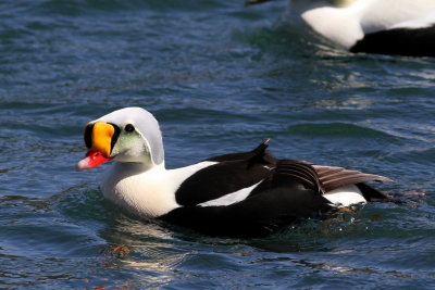King Eider