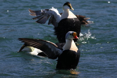 King Eider