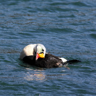 King Eider