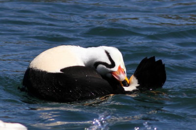 King Eider