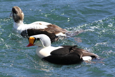 King Eider