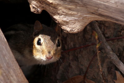 Eastern Chipmunk