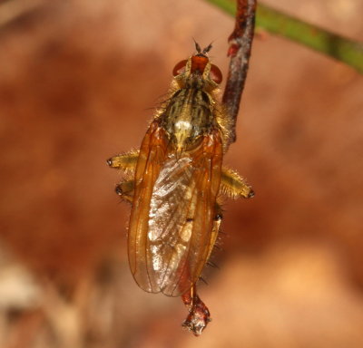 Scathophaga stercoraria