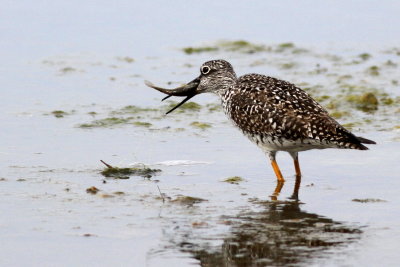 Greater Yellowlegs