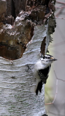 Downy Woodpecker ♀