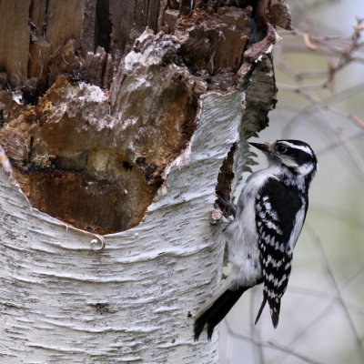 Downy Woodpecker ♀