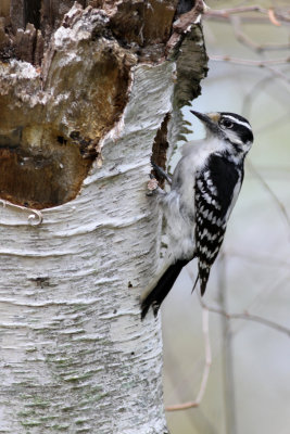 Downy Woodpecker ♀