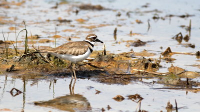 Killdeer
