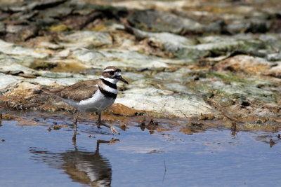 Killdeer