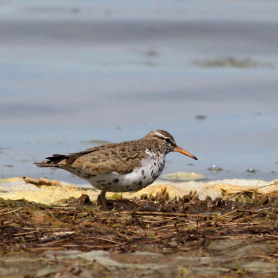 Spotted Sandpiper