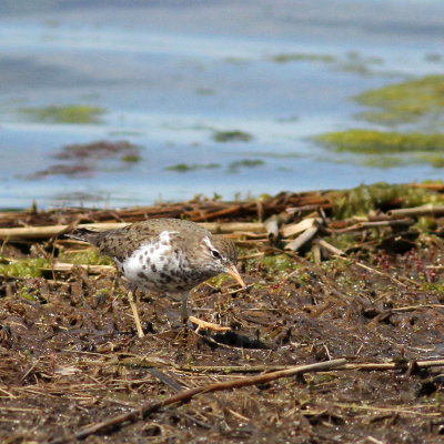 Spotted Sandpiper