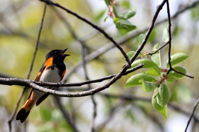 American Redstart ♂
