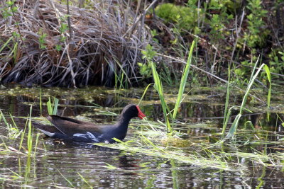 Common Gallinule