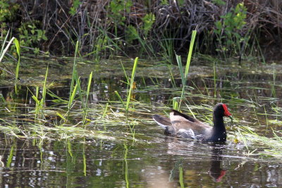 Common Gallinule