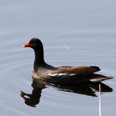 Common Gallinule