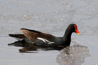 Common Gallinule