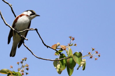 Chestnut-sided Warbler