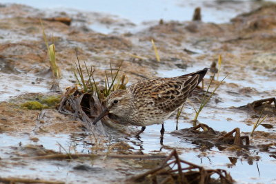 White-rumped Sandpiper
