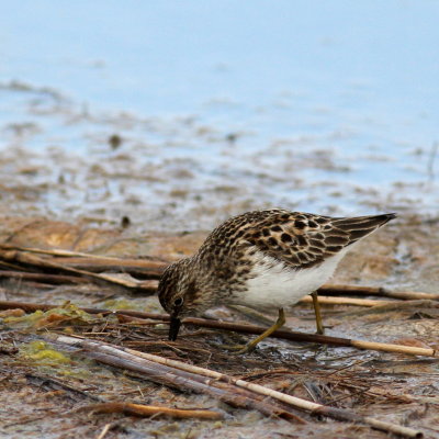 Least Sandpiper