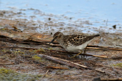 Least Sandpiper