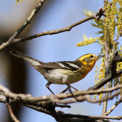 Blackburnian Warbler ♀