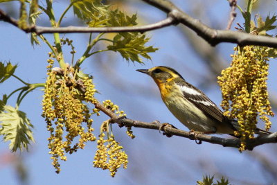 Blackburnian Warbler ♀