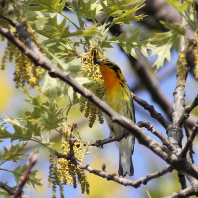 Blackburnian Warbler ♂