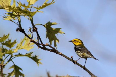 Black-throated Green Warbler