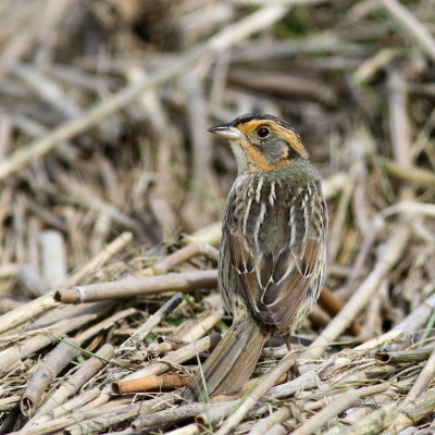 Saltmarsh Sparrow