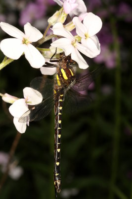 Spiketails : Cordulegastridae