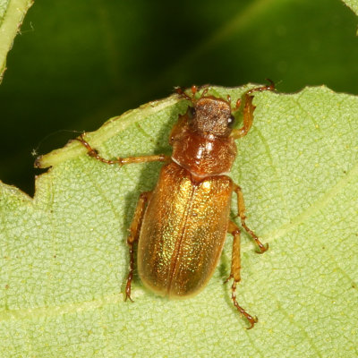 Dichelonyx diluta