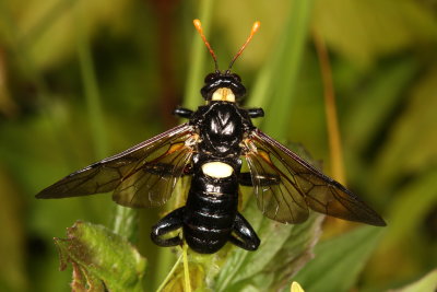 Cimbicidae - Cimbicid Sawflies