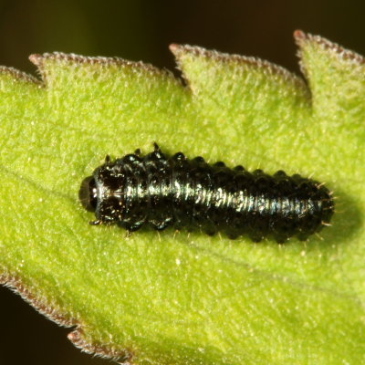 Genus Trirhabda larvae