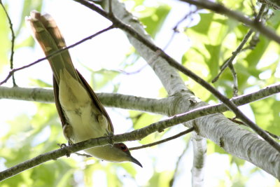 Black-billed Cuckoo