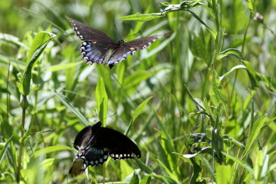 Spicebush Swallowtails