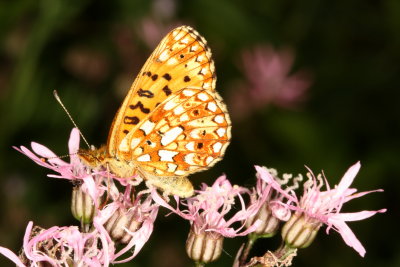 Silver-bordered Fritillary