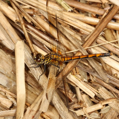 Seaside Dragonlet ♀