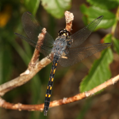 Seaside Dragonlet ♂