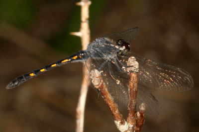 Seaside Dragonlet ♂