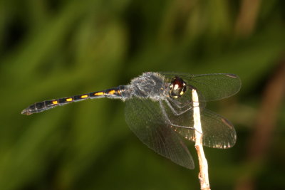 Seaside Dragonlet ♂