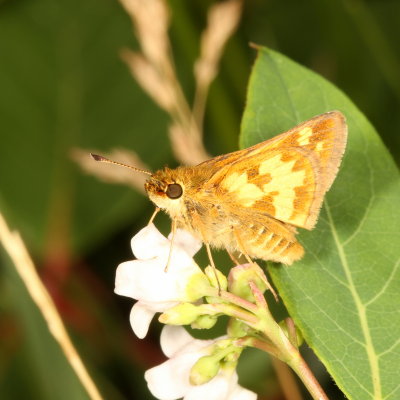 Pecks Skipper