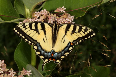 Eastern Tiger Swallowtail