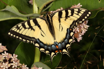 Eastern Tiger Swallowtail